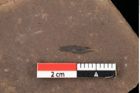 Foto (Detailansicht) von Graminea ? sp.  (NHMW-GEO-2024-0188-0386)